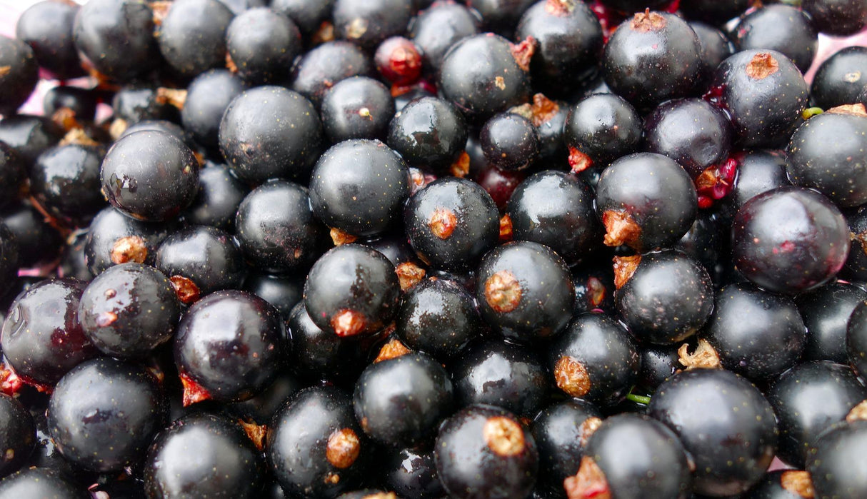 Fruchtaufstrich Schwarze Johannisbeere