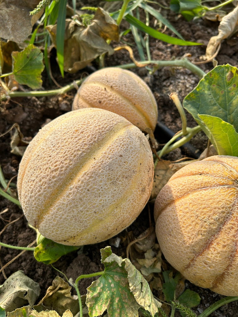 Ab sofort: Melonen aus eigenem Anbau