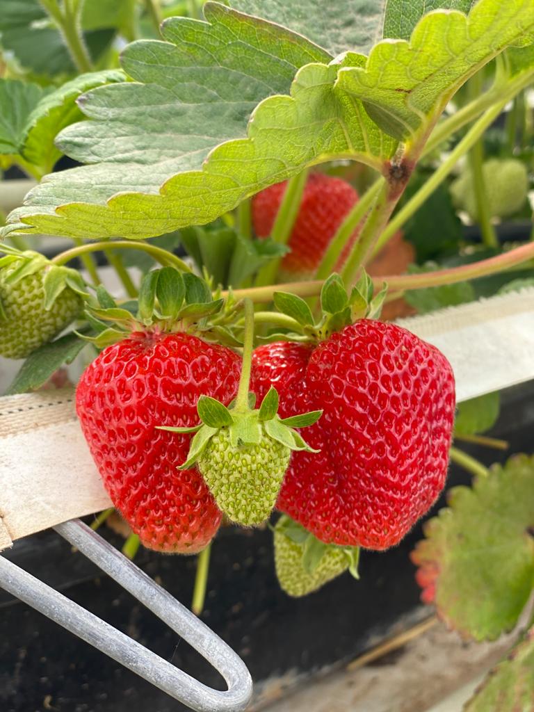 Erdbeerpflanzen