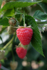Himbeersaft