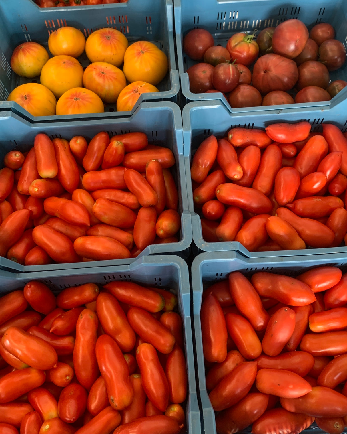Passierte Tomaten hausgemacht